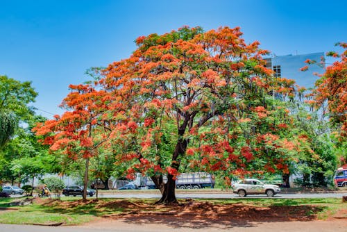 tree in spring with blue sky