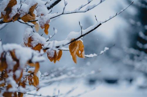 Photos gratuites de arbre, branches, couvert de neige