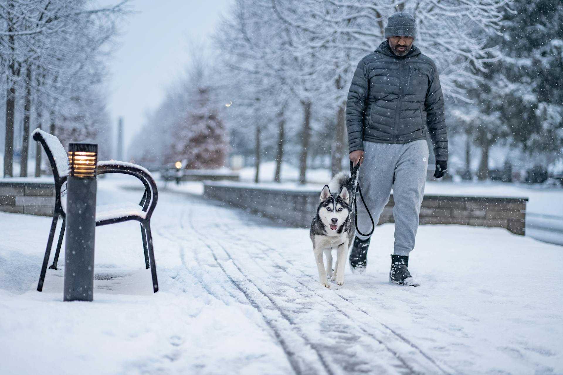 Man Walking Husky in Winter