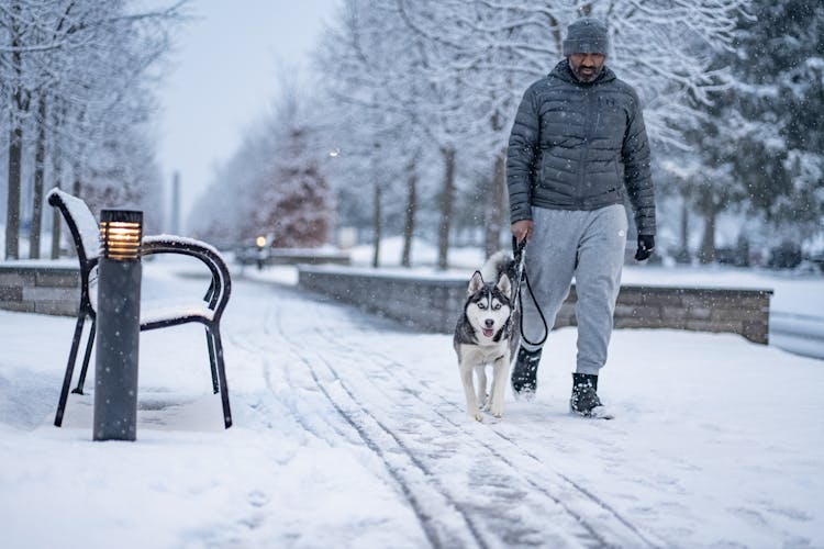 Man Walking Husky In Winter