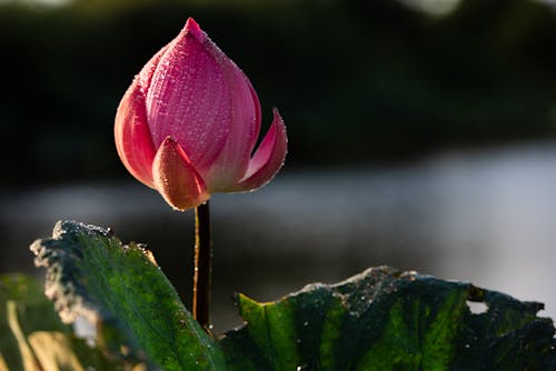Close-Up Shot of Pink Lotus Flower Bud