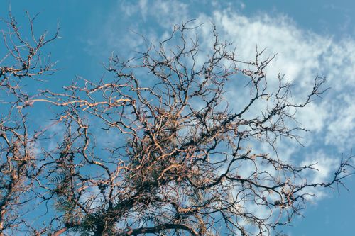 Free Leafless tree branches with a clear blue sky and soft clouds in the background. Stock Photo