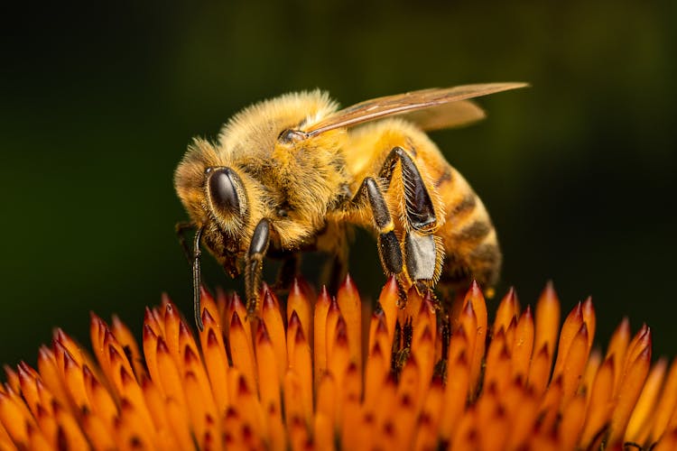 Macro Of Bee On Flower