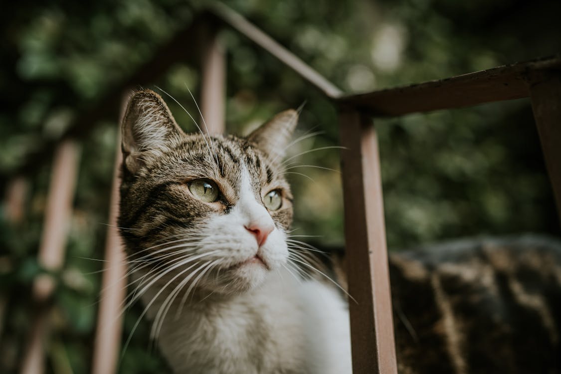 Close-Up Shot of a Cat 