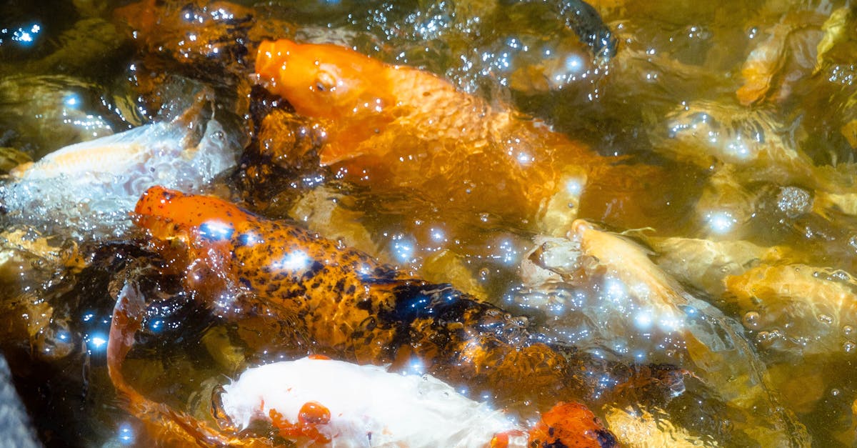 How to make sake with KOI