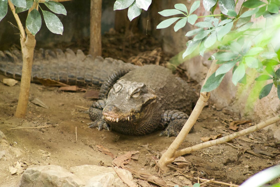 Close-Up Shot of an Alligator 