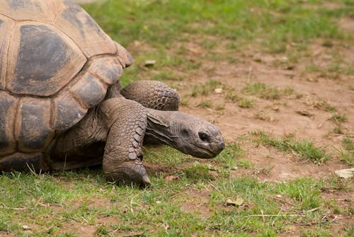 Close-Up Shot of a Tortoise 