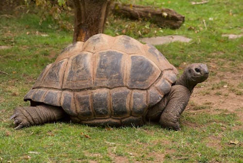 A Tortoise on the Grass