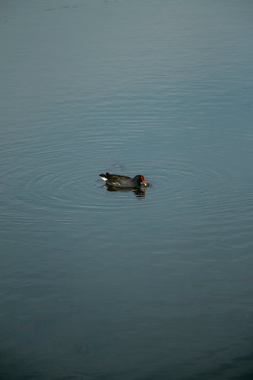 Black Bird on Water