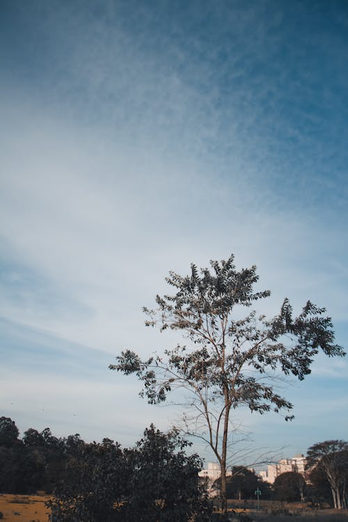 A Tree Under the Blue Sky