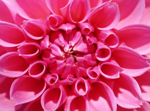 Free A stunning close-up of a vibrant pink dahlia flower showing intricate petal patterns. Stock Photo