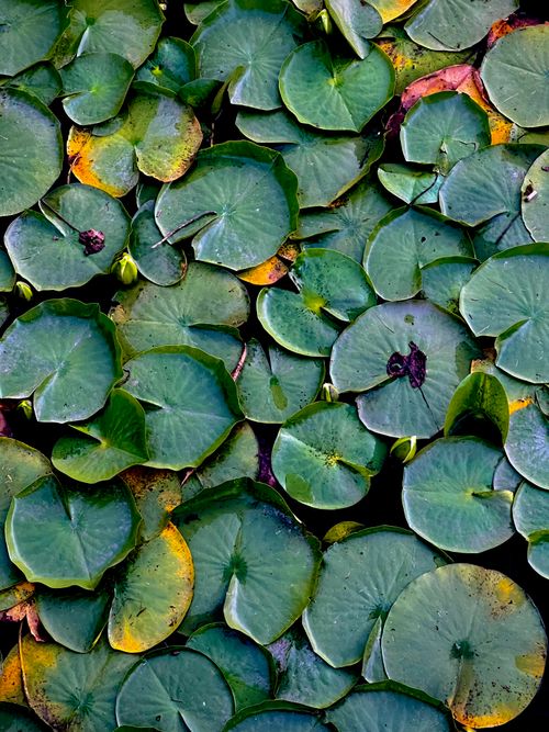 Free A vivid close-up view of lush green water lily leaves floating on serene pond water. Stock Photo