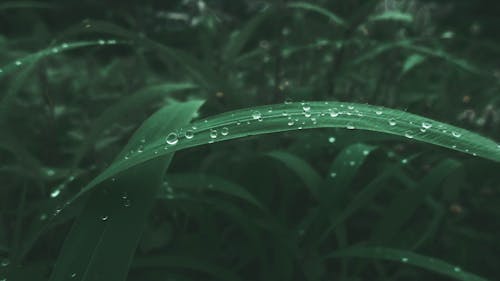 Free stock photo of nature, nature photography, water droplets