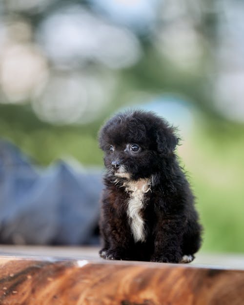 Gratis stockfoto met babyhondje, beest, detailopname