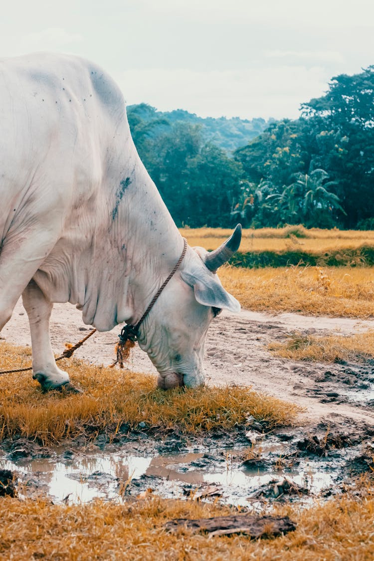 White Cow On Brown Grass Field