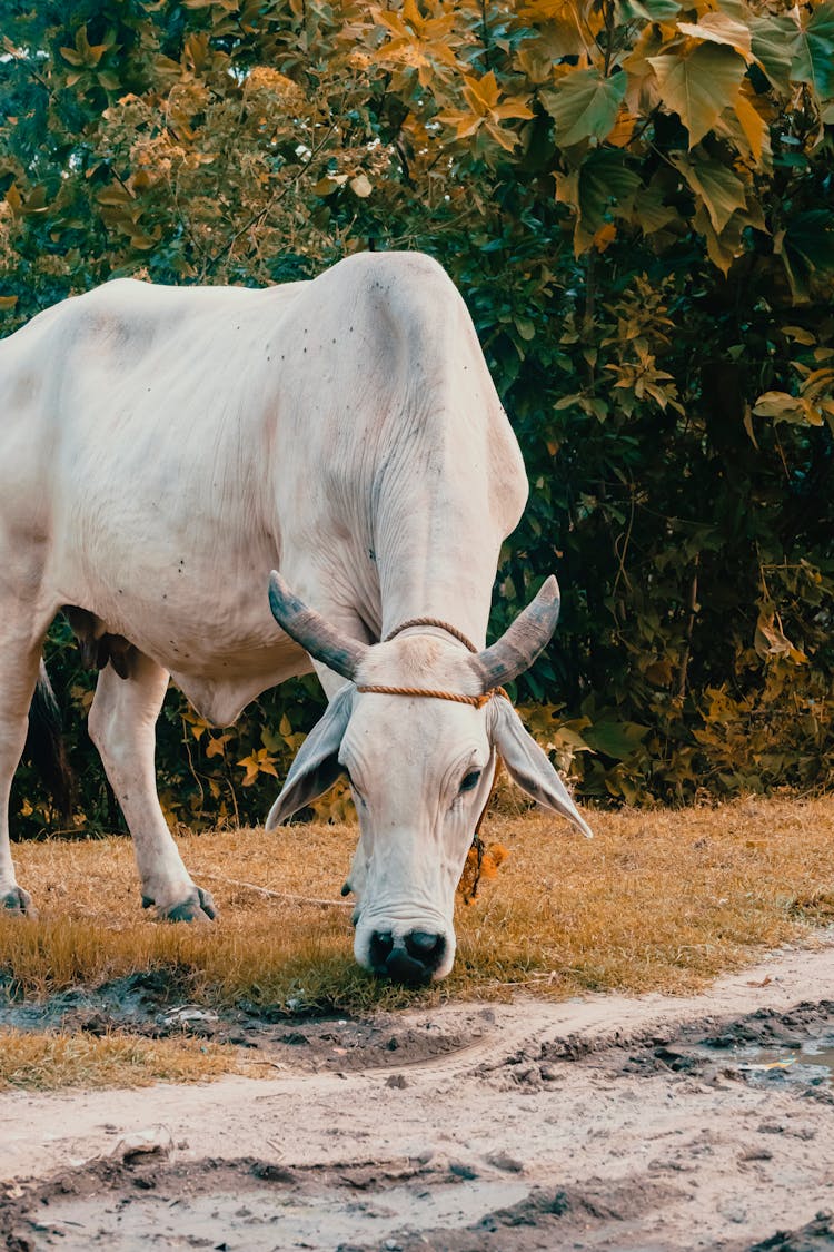 A Cattle Eating Grass 