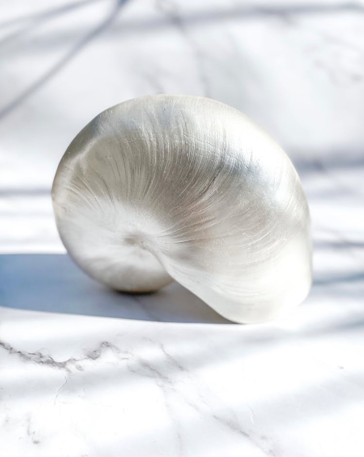 Shell On Marble