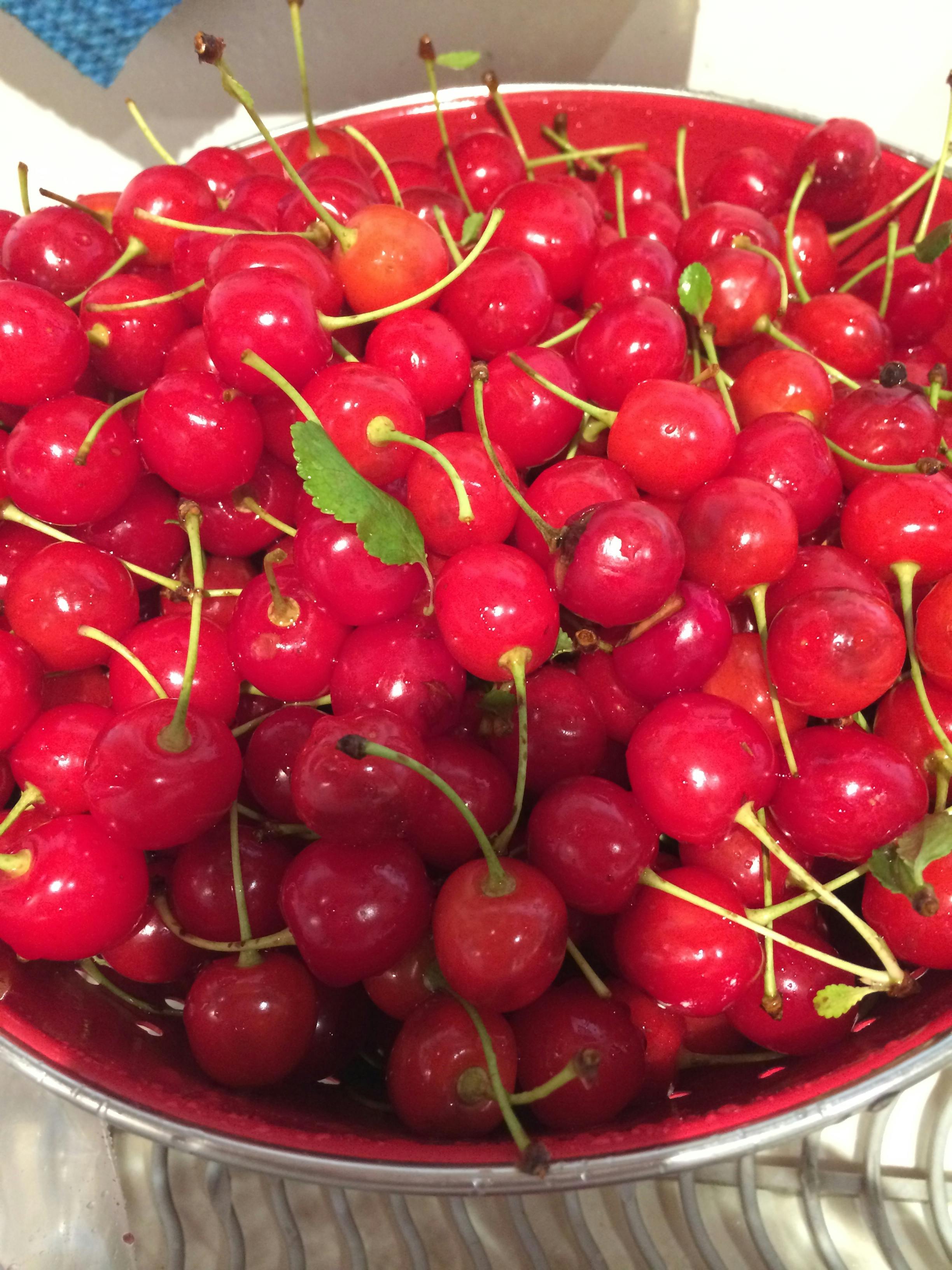 Free stock photo of fresh pickled cherries, sour cherries, tart cherries