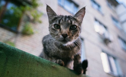 Kostenloses Stock Foto zu häuslich, katze, katzenartig