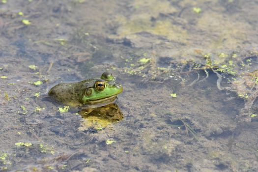 A Bullfrog in the Water 