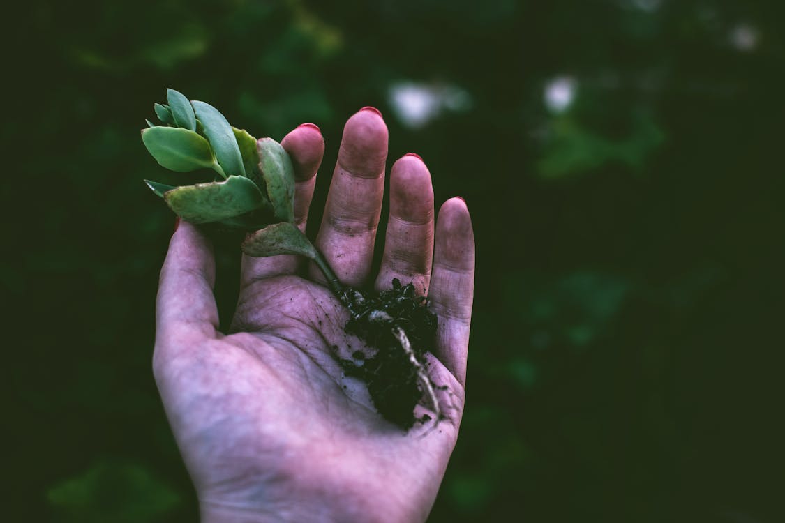 Persoon Met Groene Vetplant