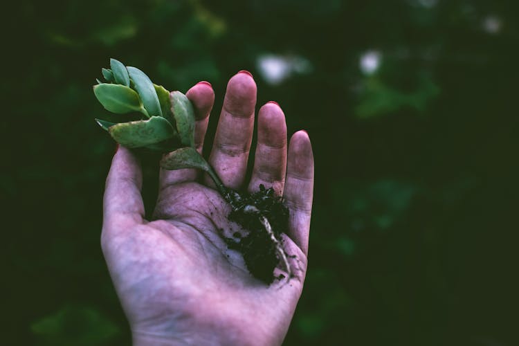 Discover Your Urban Oasis: A Guide to Community Gardens thumbnail