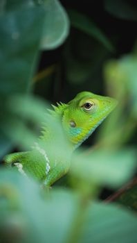 Vivid close-up of a green lizard camouflaged among lush green leaves.