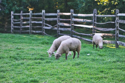 Free Безкоштовне стокове фото на тему «вівці, денний час, дерев’яна огорожа» Stock Photo
