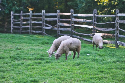 Free Peaceful rural scene with sheep grazing in a green pasture beside a wooden fence. Stock Photo