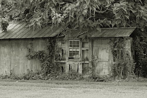Základová fotografie zdarma na téma černobílý, dřevěný dům, stromy