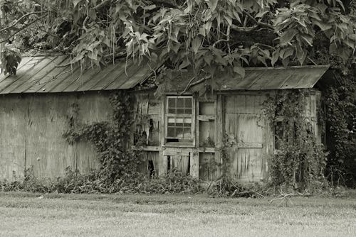 Free A black and white photo of an old wooden house covered in vines, set amidst lush greenery. Stock Photo