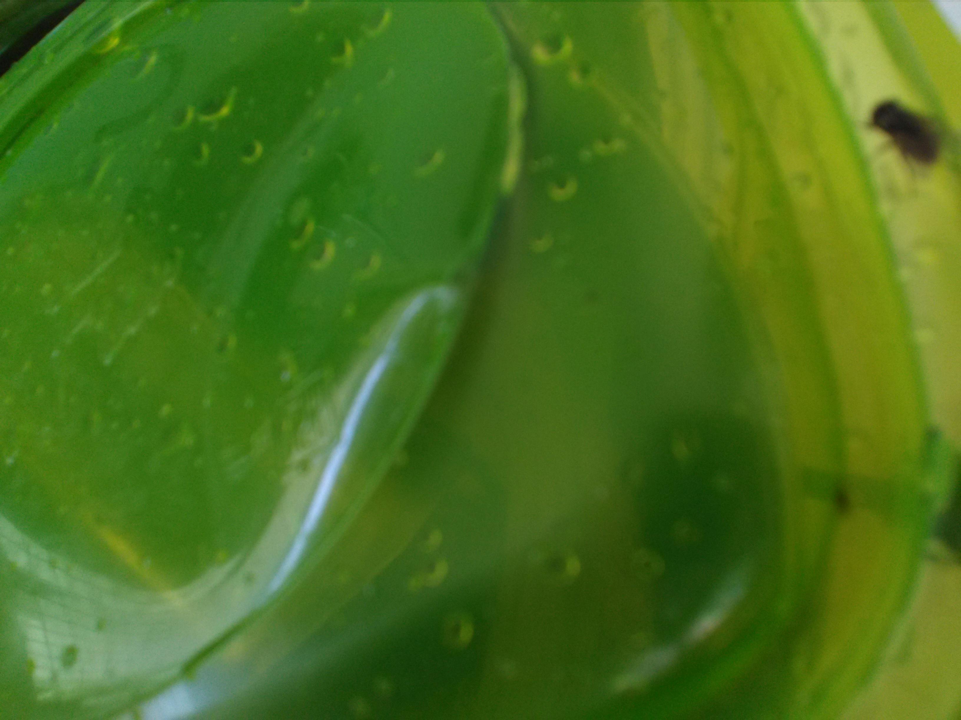 Palacio de Cristal en el Parque del Retiro, Madrid