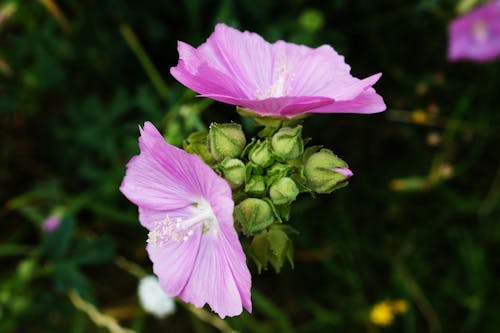 Free Purple Petaled Flower Stock Photo