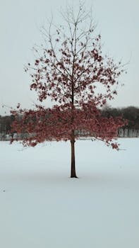 A single tree with red leaves stands isolated in a vast snow-covered field during winter.