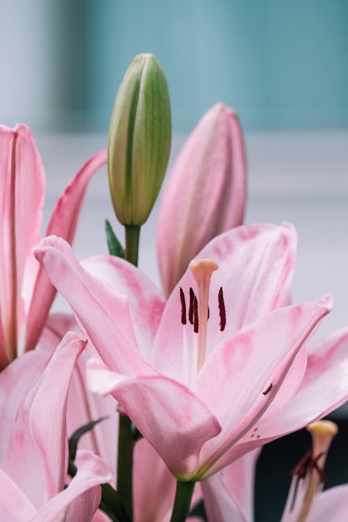 꽃, 꽃 사진, 수직 쐈어의 무료 스톡 사진