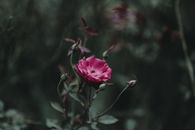 在喜怒无常、艺术化的花园场景中，一朵精致的粉色玫瑰花脱颖而出，尽显大自然的美丽