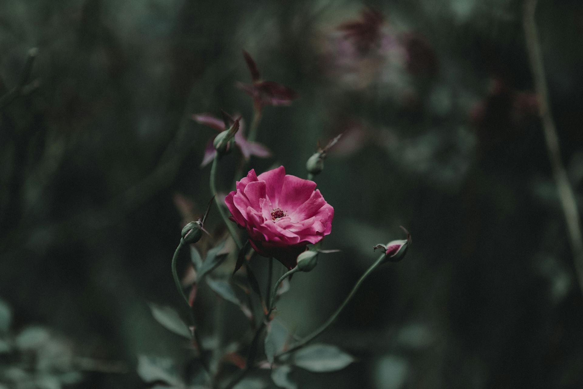 A delicate pink rose blossom stands out in a moody, artistic garden scene, epitomizing nature's beauty.