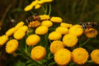 两只蜜蜂正在为亮黄色的丹妮尔花授粉，完美捕捉了自然之美