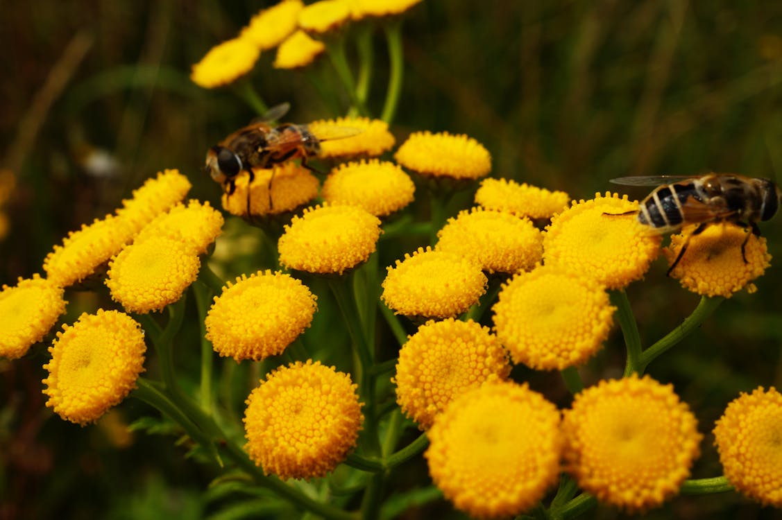 Free Yellow Flowers With Bees Stock Photo