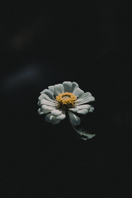 White Zinnia Flower Close-up Photography