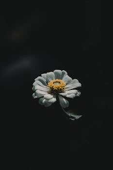 A dramatic close-up of a single flower in low light, showcasing its petals against a dark background.