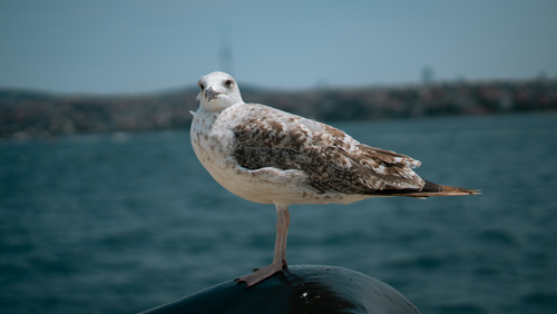 Free Close-up of a seagull perched with the Bosphorus in the background, Istanbul. Stock Photo