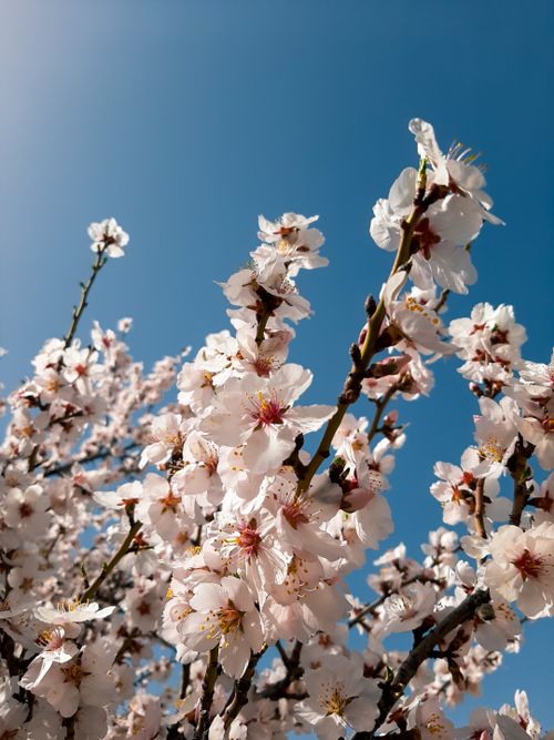 Free Close-up view of cherry blossoms in Turkey during springtime against a vibrant blue sky. Stock Photo