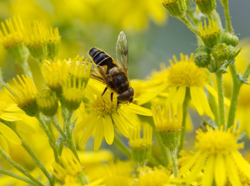 Free Detailed macro shot of a hoverfly pollinating vibrant yellow flowers in Northern Ireland. Stock Photo