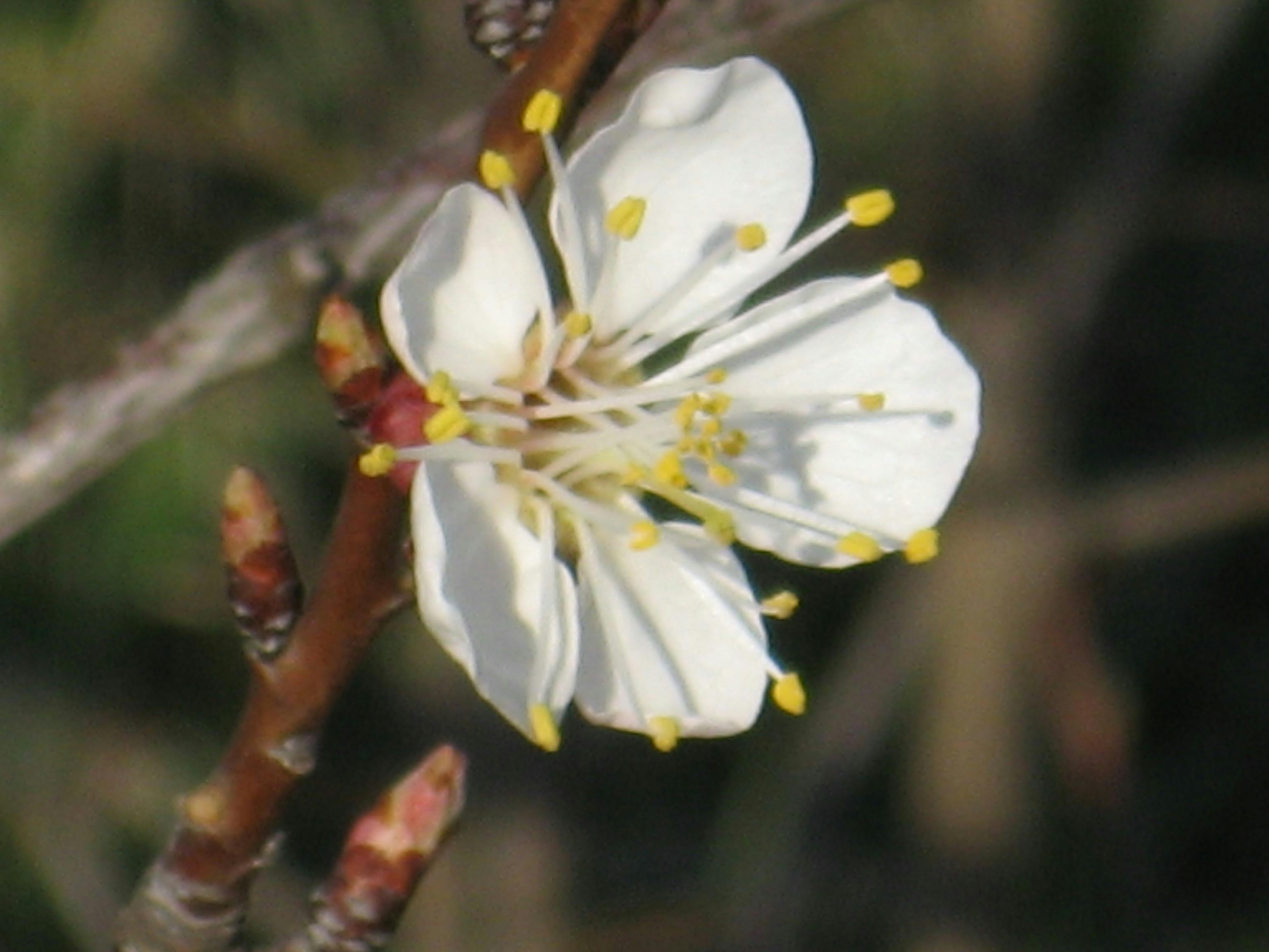 Free stock photo of blossom, march, tree
