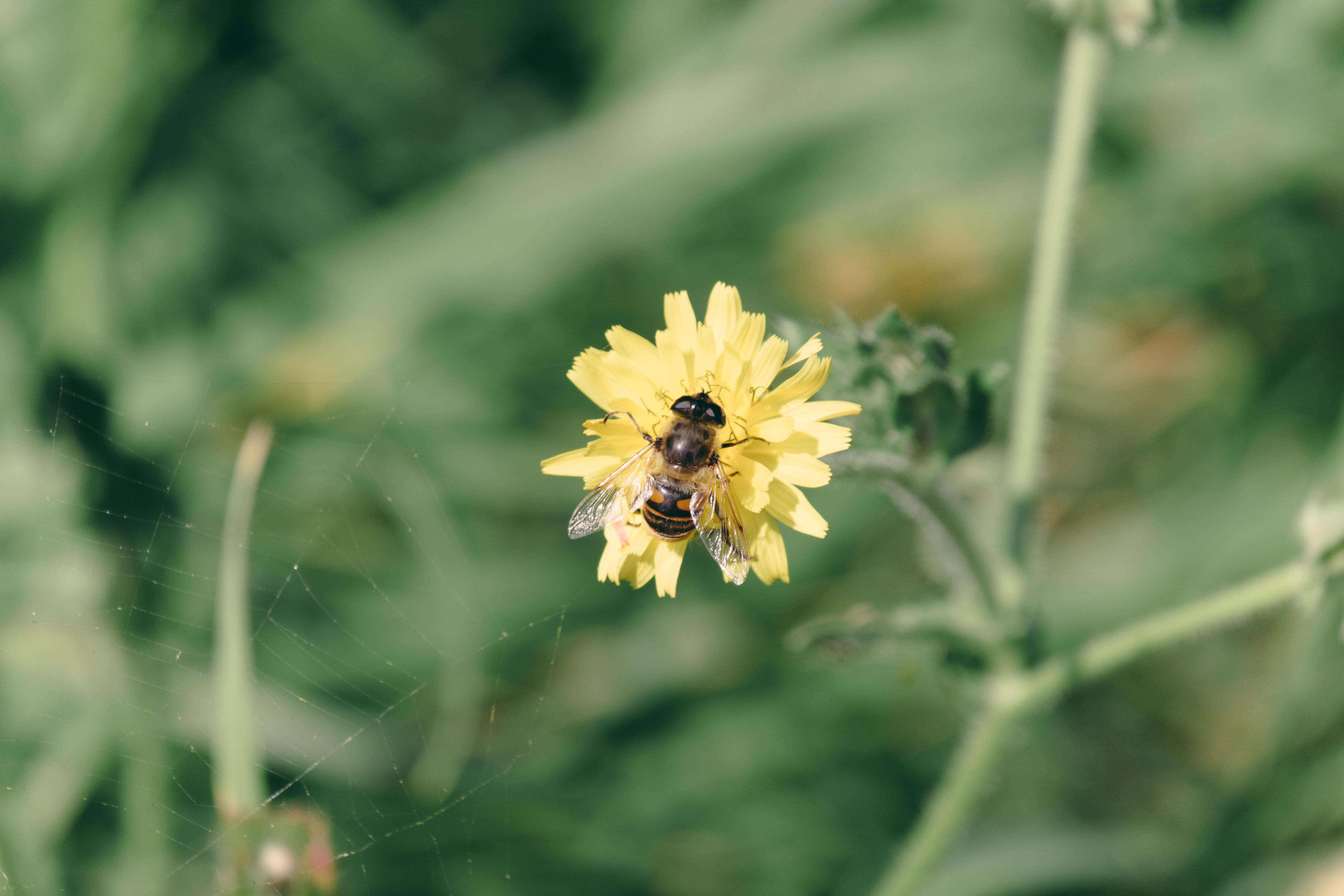 Verlichting voor insectenvrije buitenavonden.