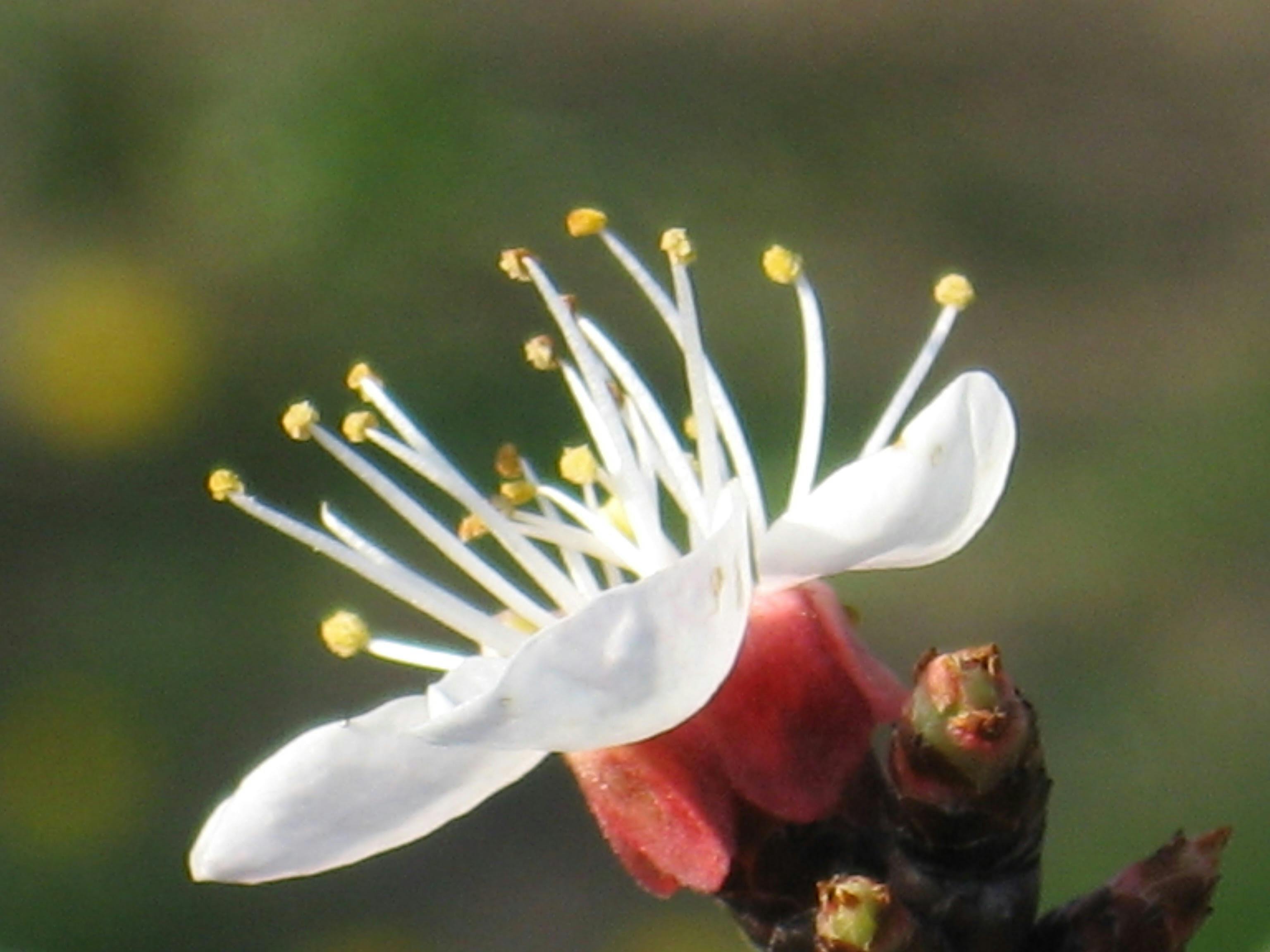 Free stock photo of blossom, march, tree