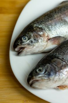 Trout Fish