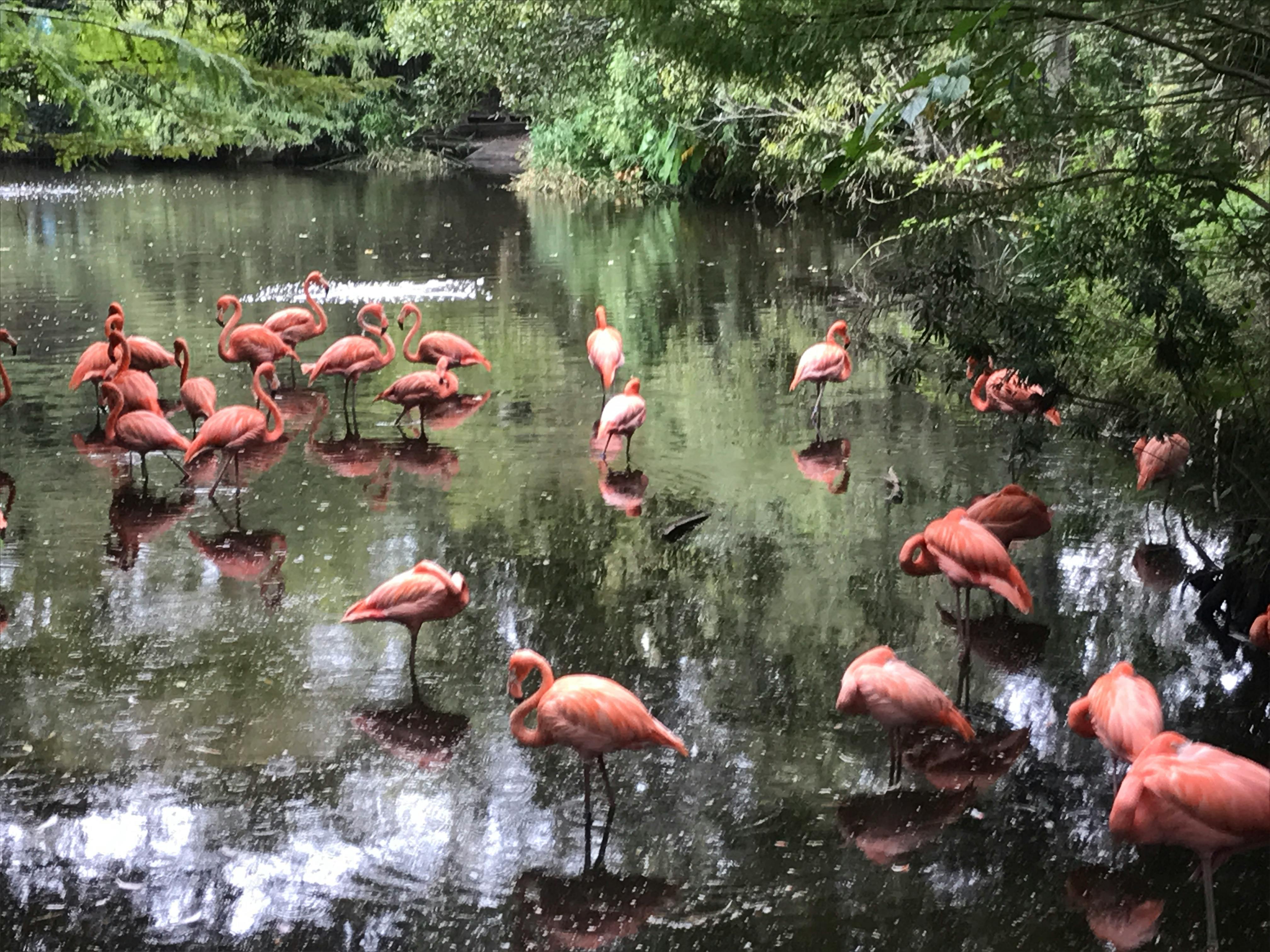 Foto Stok Gratis Tentang Flamingo