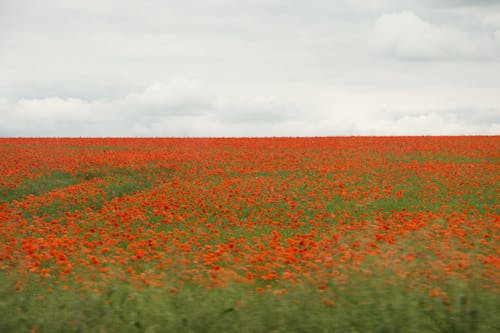 Free Orange Flower Field under the Cloudy Sky Stock Photo